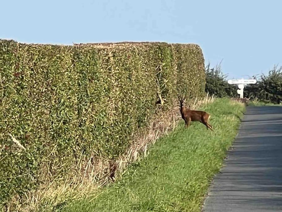 Holiday home Deer View - Woodland, Beaches And Hot Tub
